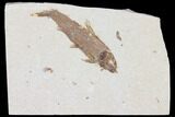 Detailed Fossil Fish (Knightia) - Wyoming #109977-1